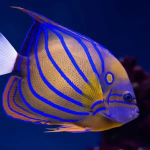 Pomacanthus Annularis S/M