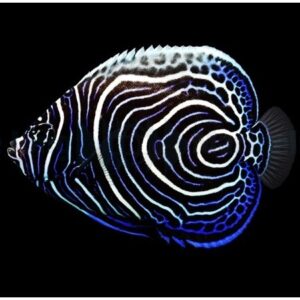 Pomacanthus Imperador S/M