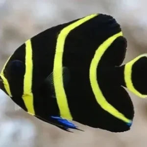 Pomacanthus Paru S/M