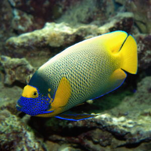 Pomacanthus Xanthometopon S/M