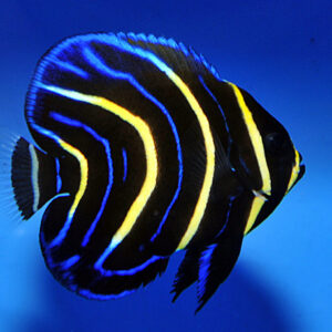 Pomacanthus Zonipectus S/M