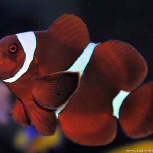 Premnas biaculeatus Maroon Clown