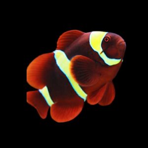 Premnas biaculeatus Maroon Clown – Yellow Stripe S/M