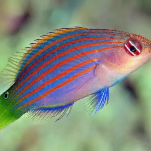 Pseudocheilinus hexataenia S/M