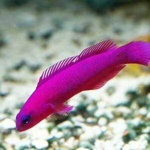 Pseudochromis fridmani S/M