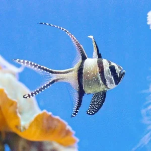 Pterapogon Kauderni S/M