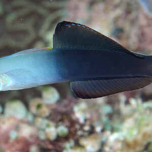 Ptereleotris Evides S/M