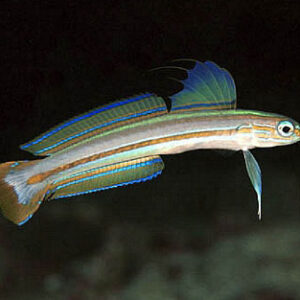 Ptereleotris tricolor S/M