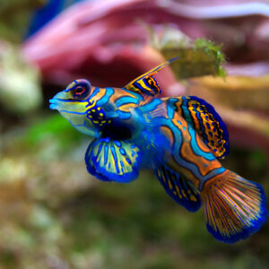 Pterosynchiropus Splendidus (Blue) S/M