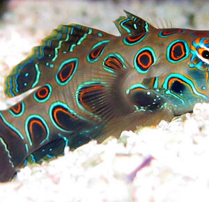 Pterosynchiropus picturatus S/M