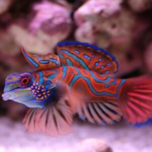 Pterosynchiropus splendidus (red) S/M