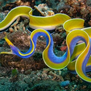 Rhinomuraena quaesita S/M