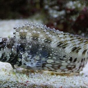 Salarias Fasciatus S/M