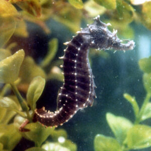 Seahorse Erectus Coloured Black