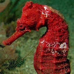 Seahorse Erectus Coloured Red