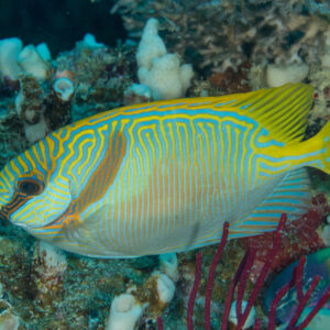 Siganus Doliatus S/M