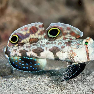 Signigobius Biocellatus S/M