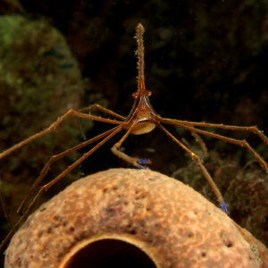 Stenorhynchus seticornis