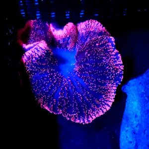 Stichodactyla Carpet