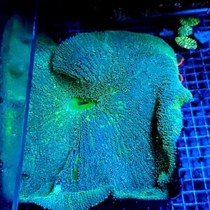 Stichodactyla Gigantea Verde XXXL