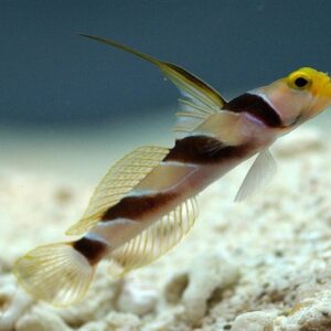 Stonogobiops nematodes S/M