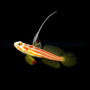 Stonogobiops yasha S/M