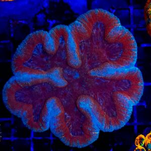 Symphyllia Orange Red Ultra