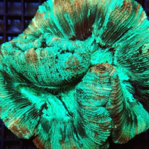 Trachyphyllia Multicolor