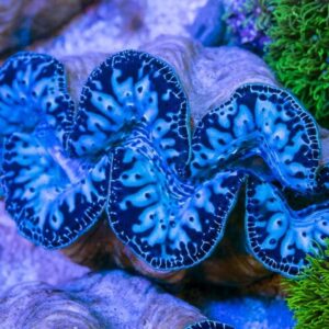 Tridacna crocea Ultra