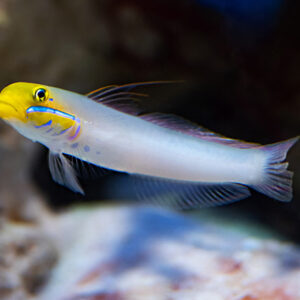 Valenciennea Strigata S/M