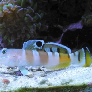 Valenciennea Wardii S/M