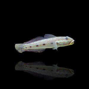 Valenciennea longipinnis S/M