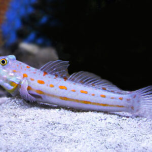 Valenciennea puellaris S/M