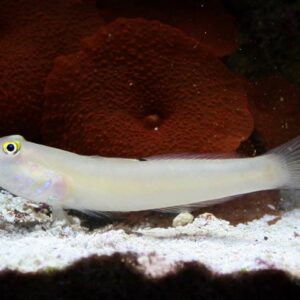 Valenciennea sexguttata S/M