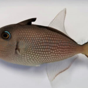 Xanthichthys Auromarginatus (Female)