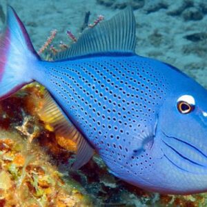 Xanthichthys Ringens S/M