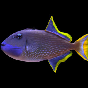 Xanthichthys auromarginatus (Male)