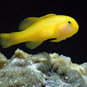 Yellow Gobiodon Okinawae S/M