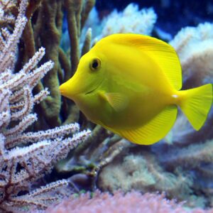 Zebrasoma Flavescens S/M