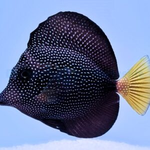 Zebrasoma Gemmatum S/M