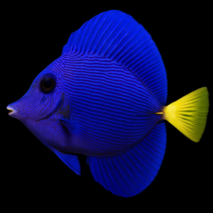 Zebrasoma Xanthurum S/M