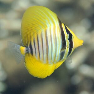 Zebrasoma desjardinii S/M