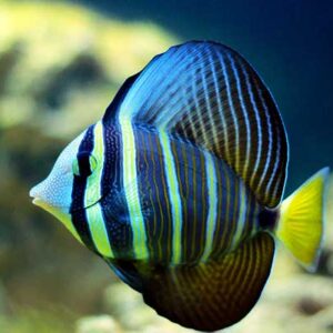 Zebrasoma veliferum S/M