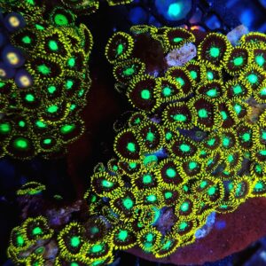 Zoanthus Radioactive Green