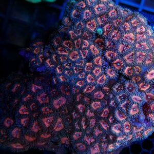 Zoanthus Metallic Hot Pink