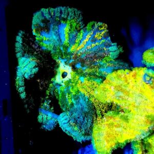 Stichodactyla Gigantea